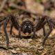 Fóssil de 518 milhões de anos ajuda cientistas a entender como surgiram as presas das aranhas