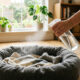 Mistura de vinagre de maçã com água purificada: para que serve o spray de higienizar a cama do pet para eliminar odores e afastar pulgas