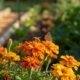 Nem hortênsias nem roseiras: esta planta resistente ao sol floresce por meses e quase não exige cuidados