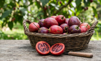 Como cultivar o melão de árvore que produz frutos em pencas e tem sabor refrescante que lembra a mistura de kiwi com pêssego no quintal