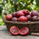Como cultivar o melão de árvore que produz frutos em pencas e tem sabor refrescante que lembra a mistura de kiwi com pêssego no quintal