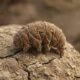 O animal microscópico que sobrevive ao vácuo do espaço e a temperaturas extremas