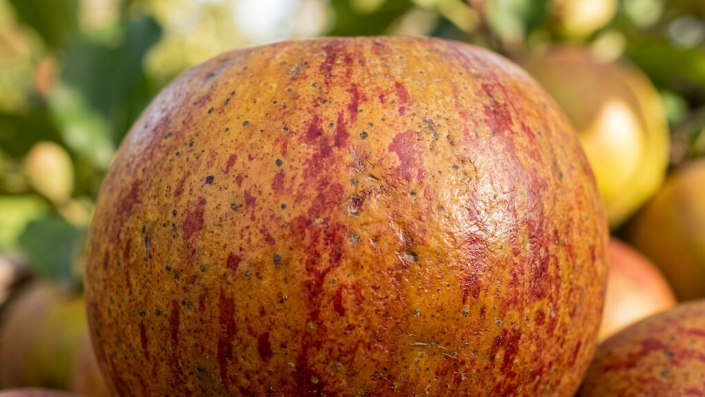 Essa fruta exótica parece um limão gigante mas tem sabor adocicado e a sua casca espessa é totalmente comestível e perfumada