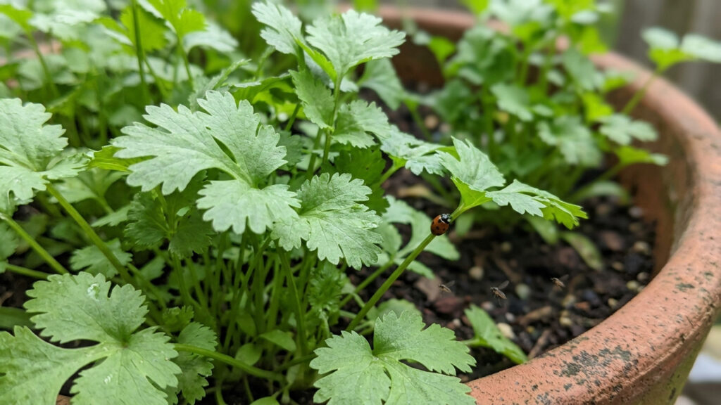 Cultivo de coentro em floreiras de varanda: para que serve o cheiro forte dessa folha como barreira viva contra pulgões nas plantas
