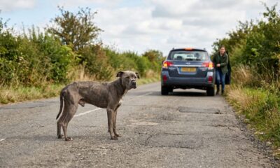 Pitbull faminto estava tão fraco que não conseguia sair do meio da estrada até ser finalmente resgatado