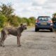 Pitbull faminto estava tão fraco que não conseguia sair do meio da estrada até ser finalmente resgatado