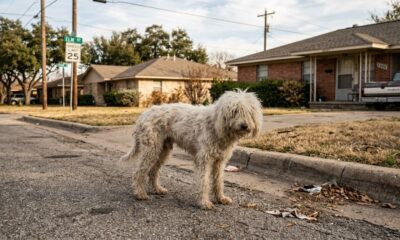 Resgatadores encontram cadela de rua com pelos emaranhados e descobrem uma linda poodle