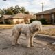 Resgatadores encontram cadela de rua com pelos emaranhados e descobrem uma linda poodle