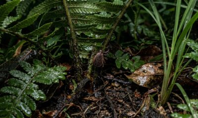 Mantenha essa planta longe do jardim: ela atrai carrapatos como um ímã