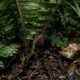 Mantenha essa planta longe do jardim: ela atrai carrapatos como um ímã