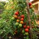 Nem mais fertilizante, nem produto caro: estes cuidados ajudam os tomates a amadurecerem mais rápido no próprio pé
