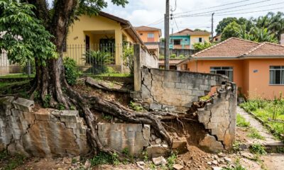 Vizinho planta árvore no próprio quintal para ter sombra, mas 8 anos depois os galhos e raízes invadem o terreno ao lado e rachaduras no muro transformam a copa frondosa em ação de indenização