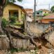 Vizinho planta árvore no próprio quintal para ter sombra, mas 8 anos depois os galhos e raízes invadem o terreno ao lado e rachaduras no muro transformam a copa frondosa em ação de indenização