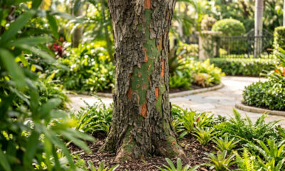 Essa árvore ornamental nativa tem o tronco completamente liso e verde, parecendo pintado à mão, e embeleza qualquer projeto de paisagismo