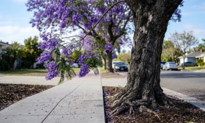 A árvore que cresce rápido, dá sombra em poucos anos e tem raiz que não destrói calçada nem encanamento 