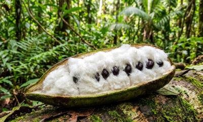 Essa fruta nativa do Brasil cresce rápido e tem sabor de algodão-doce: de cultivo fácil, a árvore de pequeno porte vai encantar as crianças