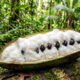Essa fruta nativa do Brasil cresce rápido e tem sabor de algodão-doce: de cultivo fácil, a árvore de pequeno porte vai encantar as crianças