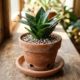 Fim do reinado da espada-de-são-jorge tradicional: essa planta compacta ocupa menos espaço e combina com apartamentos pequenos