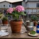 Especialista em plantas: "O vinagre é o meu segredo para cuidar delas."