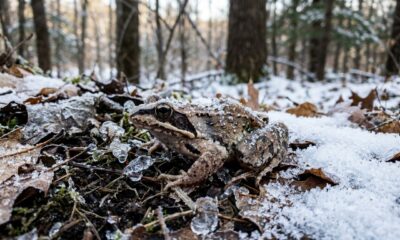 O anfíbio que sobrevive completamente congelado durante o inverno rigoroso