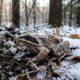 O anfíbio que sobrevive completamente congelado durante o inverno rigoroso