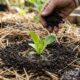 Agricultor ensina como aumentar a fertilidade do solo sem recorrer a fertilizantes químicos