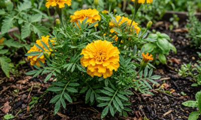 Cultivo de tagetes na horta: para que serve a flor amarela de canteiro que elimina moscas, pulgões e vermes invisíveis do solo sem veneno