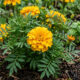 Cultivo de tagetes na horta: para que serve a flor amarela de canteiro que elimina moscas, pulgões e vermes invisíveis do solo sem veneno