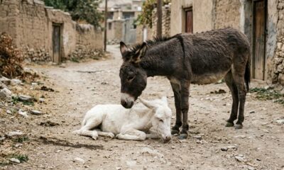 Burrinha abandonada para morrer agora vive feliz ao lado da mãe