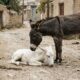 Burrinha abandonada para morrer agora vive feliz ao lado da mãe
