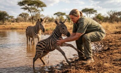Zebra recém-nascida luta para não se afogar em represa e pede ajuda a guarda-parque