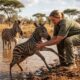 Zebra recém-nascida luta para não se afogar em represa e pede ajuda a guarda-parque