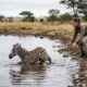 Filhote de zebra com poucos dias de vida cai em uma represa e, prestes a se afogar, estende as patas aos socorristas, protagonizando um resgate emocionante