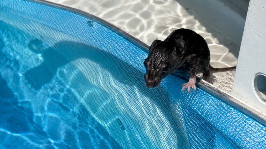 Família encontra mãozinha presa no filtro da piscina e descobre animal misterioso lutando pela vida