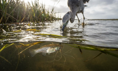 O parasita que faz peixes mudarem de comportamento para completar seu ciclo de vida