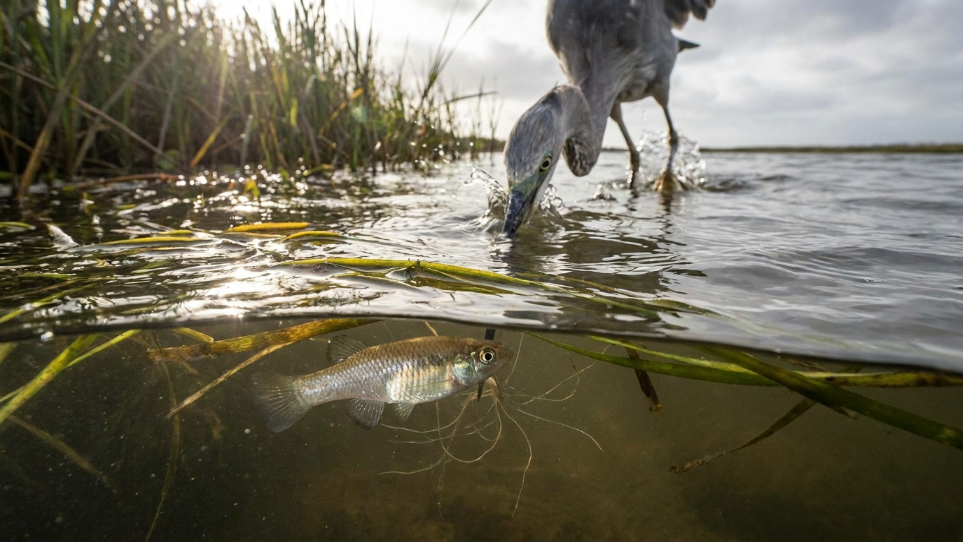 O parasita que faz peixes mudarem de comportamento para completar seu ciclo de vida