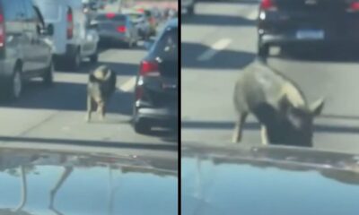 Um porco caminha entre carros em via expressa movimentada durante o dia