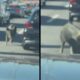 Um porco caminha entre carros em via expressa movimentada durante o dia