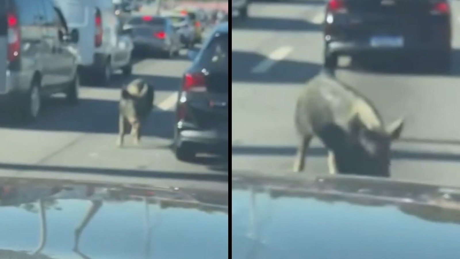 Um porco caminha entre carros em via expressa movimentada durante o dia