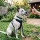 Cão devolvido ao abrigo por não ouvir comandos escondia um segredo doloroso