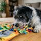 Cão idoso e cego se emociona ao ganhar seu primeiro brinquedo aos 13 anos