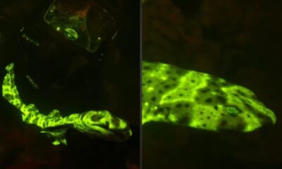 Tubarão verde-neon com manchas escuras, um mergulhador e close-up de sua cabeça luminosa
