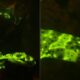 Tubarão verde-neon com manchas escuras, um mergulhador e close-up de sua cabeça luminosa