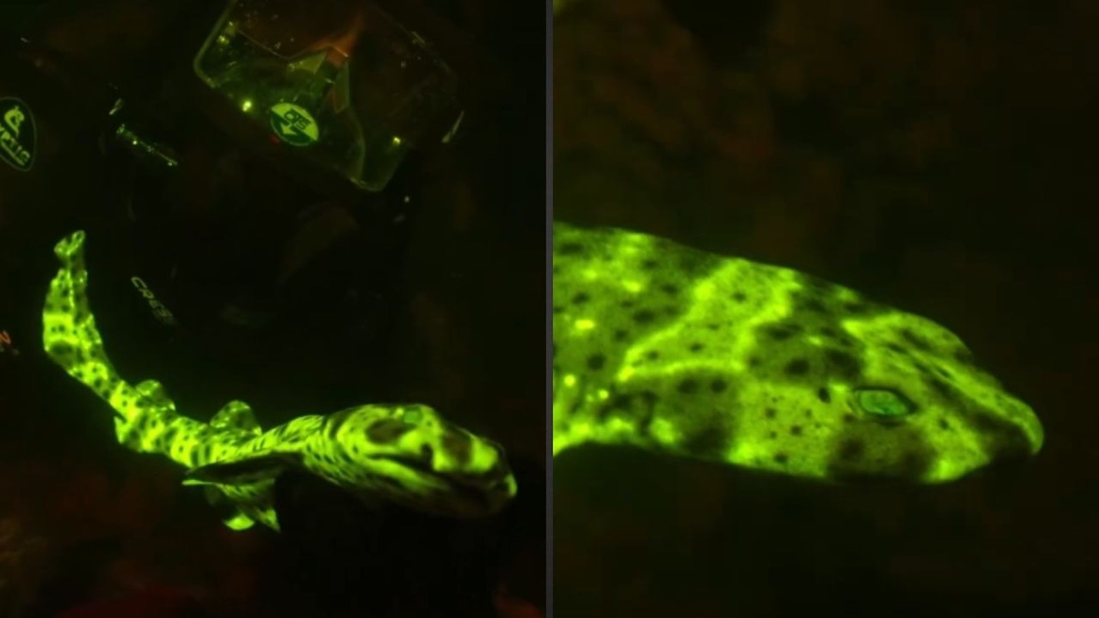 Tubarão verde-neon com manchas escuras, um mergulhador e close-up de sua cabeça luminosa