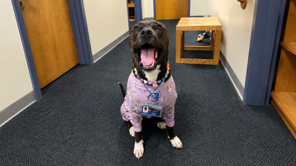 Cão de terapia fica radiante quando os alunos cantam “Parabéns pra você” para ela