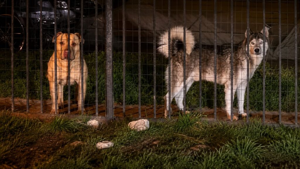 A pitbull abandonada chorava pedindo ajuda, mas se recusava a deixar sua amiga
