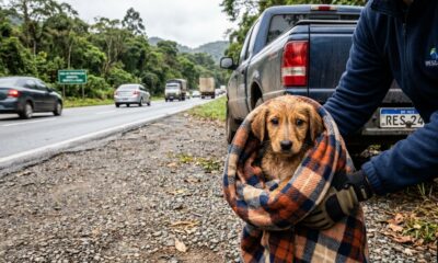 Mulher resgata cachorrinho durante caminho para o trabalho