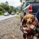Mulher resgata cachorrinho durante caminho para o trabalho