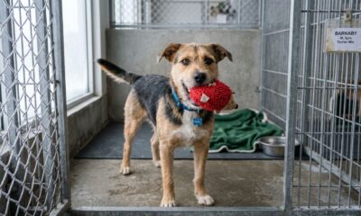 Barulho estranho nos canis chama atenção de funcionária de abrigo e cena encanta