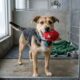 Barulho estranho nos canis chama atenção de funcionária de abrigo e cena encanta